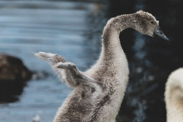 Mute Swan teenager shows off its tiny wings