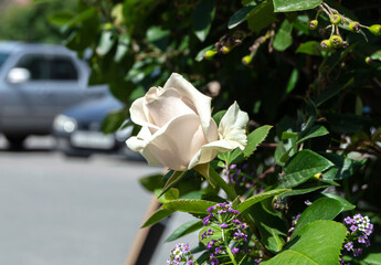 blooming white rose on a blurred background of a city street
