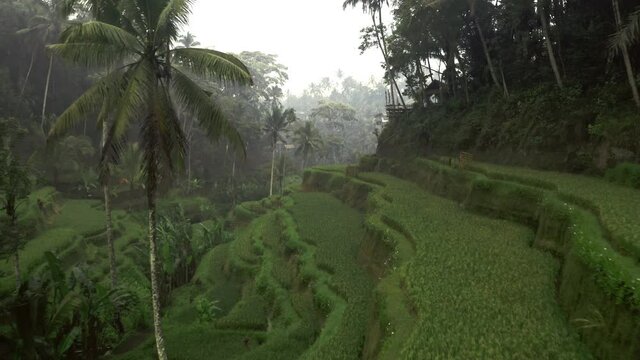 Aerial Shot, Pristine Rice Fields In The Bali Tropical Rainforest 