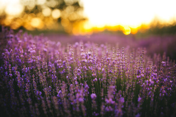Beautiful lavender flowers blooming at sunset. Concept of beauty, aroma and aromatherapy	