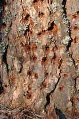 A close up of an old pine trunk with numerous holes - the traces of hard work done by a woodpecker