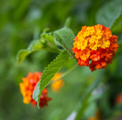 Lantana Camara flowers Selective focus.