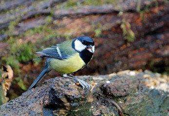 Great tit in the woods