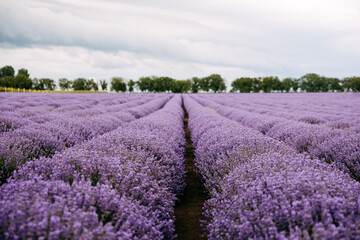 Fototapeta na wymiar Lavender field in Provence, France. Rows of lavender in bloom ready to be collected.