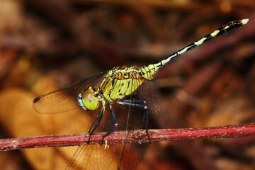 Macro picture of dragonfly in the nature