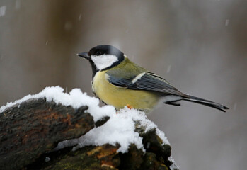 Great tit in the woods