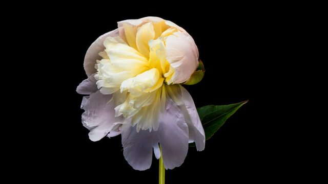 Beautiful white Peony on black background. Blooming peony flower open, time lapse, close-up. Wedding backdrop, Valentine's Day concept. UHD video timelapse