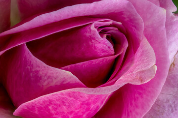 Fototapeta na wymiar Makroaufnahme einer Rose