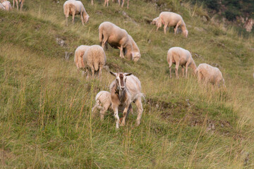The view of a goat and sheeps grazing on The Italian Alps, Lombardy, Italy.