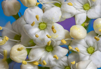 Makroaufnahme von Blumen voller Blütenstaub