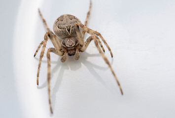 Makroaufnahme einer Hausspinne