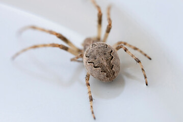 Makroaufnahme einer Hausspinne