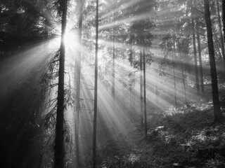 Morning fog in the forest and sun beams 