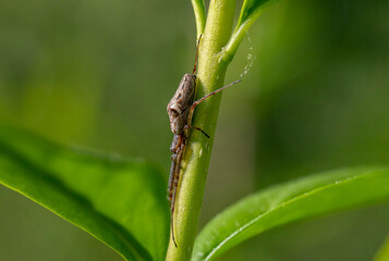 Gemeine Streckerspinne klammert sich um eine Pflanze