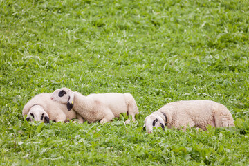 Fototapeta premium Brillenschaf sheep in an Italian mountain pasture