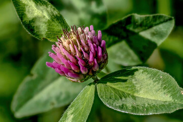 Makroaufnahme von der Blüte eines Kleeblattes