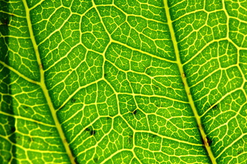 texture of green leaves in nature for background