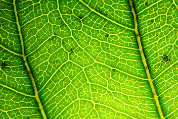 texture of green leaves in nature for background