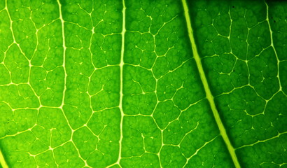 texture of green leaves in nature for background