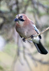 Eurasian jay