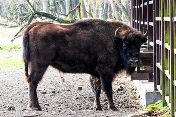 Wild european bisons or wisent (Bison bonasus) in the forest reserve, Pszczyna Jankowice, Poland