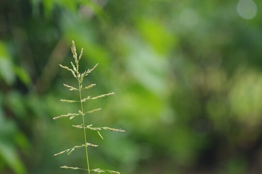 Selective focus shot of a sweetgrass branch with a blurry green background