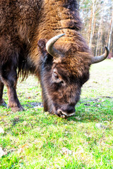 Wild european bisons or wisent (Bison bonasus) in the forest reserve, Pszczyna Jankowice, Poland