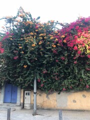japanese garden in japan