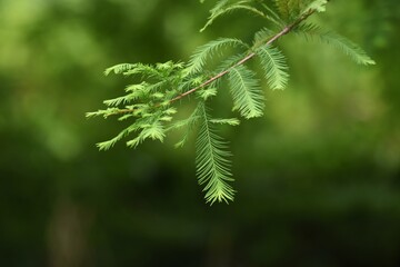 Bald cypress (Taxodium distichum) is a Cupressaceae deciduous coniferous tree native to North America and grows in wetlands.