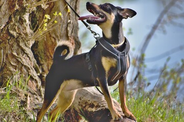The German Pinscher is a medium-sized breed of dog. Dog on a leash.