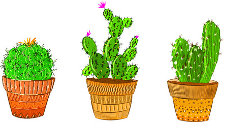 potted green cacti