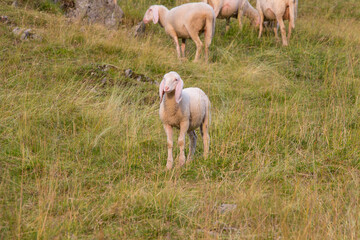 Obraz na płótnie Canvas A white sheep on a green slope, Italy.