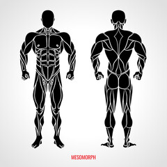 Body Type Mesomorph. Front and back view. Vector illustration