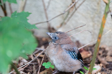 Little jay chick is sitting on the ground.