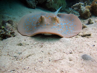 Taeniura lymma. Stingrays - Batoidea Stingray Family. Spotted Stingrays. © Vitalii6447