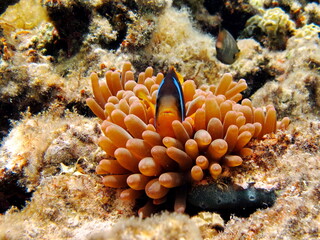 Fototapeta na wymiar Clownfish, amphiprion (Amphiprion Enae). Red sea clownfish.