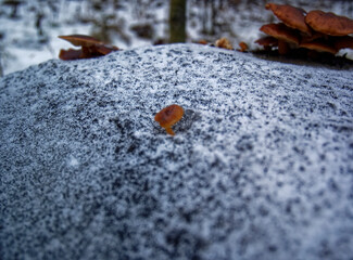 orange mushrooms on a stump in winter, Moscow