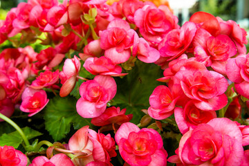 Pink begonia flowers with green leaves in a flowerbed. Pink flower field. Pink flower background.
