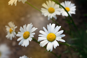 Fototapeta premium Garden daisies, Leucanthemum vulgare, on a natural background. Flowering of daisies. Oxeye daisy, Daisies, Dox-eye, Common daisy, Dog daisy, Moon daisy. Gardening concept