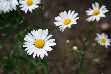 Fototapeta premium Garden daisies, Leucanthemum vulgare, on a natural background. Flowering of daisies. Oxeye daisy, Daisies, Dox-eye, Common daisy, Dog daisy, Moon daisy. Gardening concept