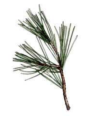 Hand-drawn watercolor image of a pine branch on a white background