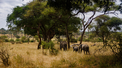 Fototapeta na wymiar Elephant Habitat