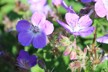 Nahaufnahme lila Blume in den Bergen