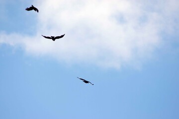 three birds in flight against the sky