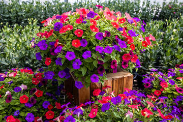 Colorful red and purple petunia flowers in a pot standing on a wooden platform against green leaf background.
