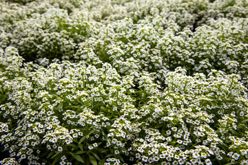 Cute tiny white Sweet Alyssum flowers with green leaves. Lobularia Maritima. White flower background.. Sweet Alyssum
