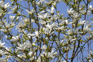 Weisse Kirschblüten auf  Baumzweigen, Blauer Himmel