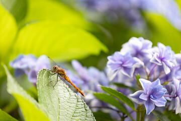 アジサイとトンボ