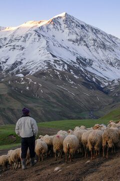 Flock of sheep on the background of the Mount Bazarduzu (4,467 m, the highest peak in Azerbaijan). Kurush village, Dagestan, North Caucasus, Russia.
