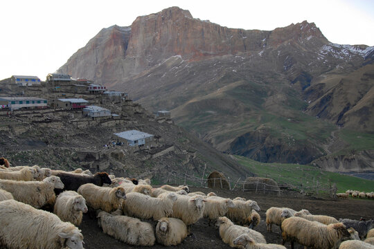 Flock of sheep in Kurush village (the southernmost point of Russia and the highest mountain settlement in Europe, 2560 m) and Erydag mountain (3925 m). Dagestan, North Caucasus, Russia.